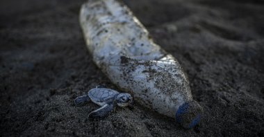 A baby green turtle trying to reach the sea passes by a plastic bottle dumped on the beach in Hatay, southern Turkey, Sept. 9, 2021. (AA PHOTO)