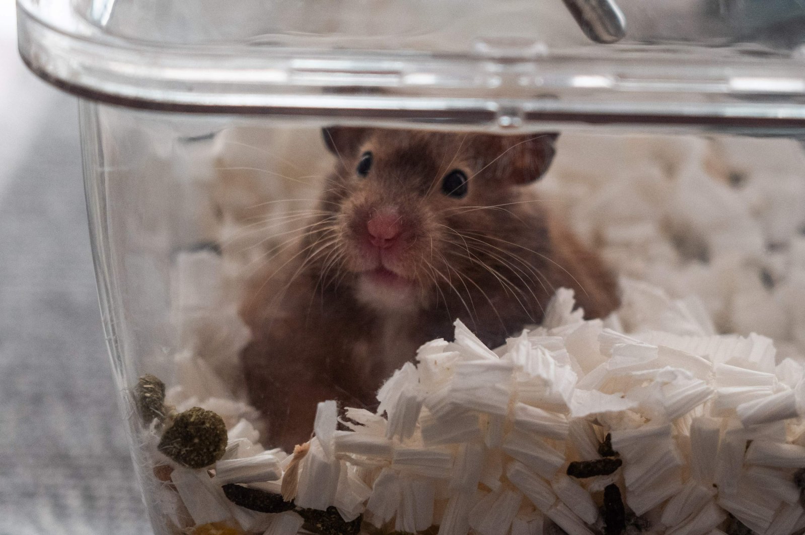 A 2-year-old hamster named "Ring" owned by Cheung, a member of an online hamster community who has volunteered to foster abandoned small animals in light of government instructions for pet owners to give up recently purchased hamsters, chinchillas, rabbits and guinea pigs for culling after hamsters in a pet store tested positive for Covid-19, looks on from a cage in Hong Kong, Jan. 19, 2022. (AFP Photo)