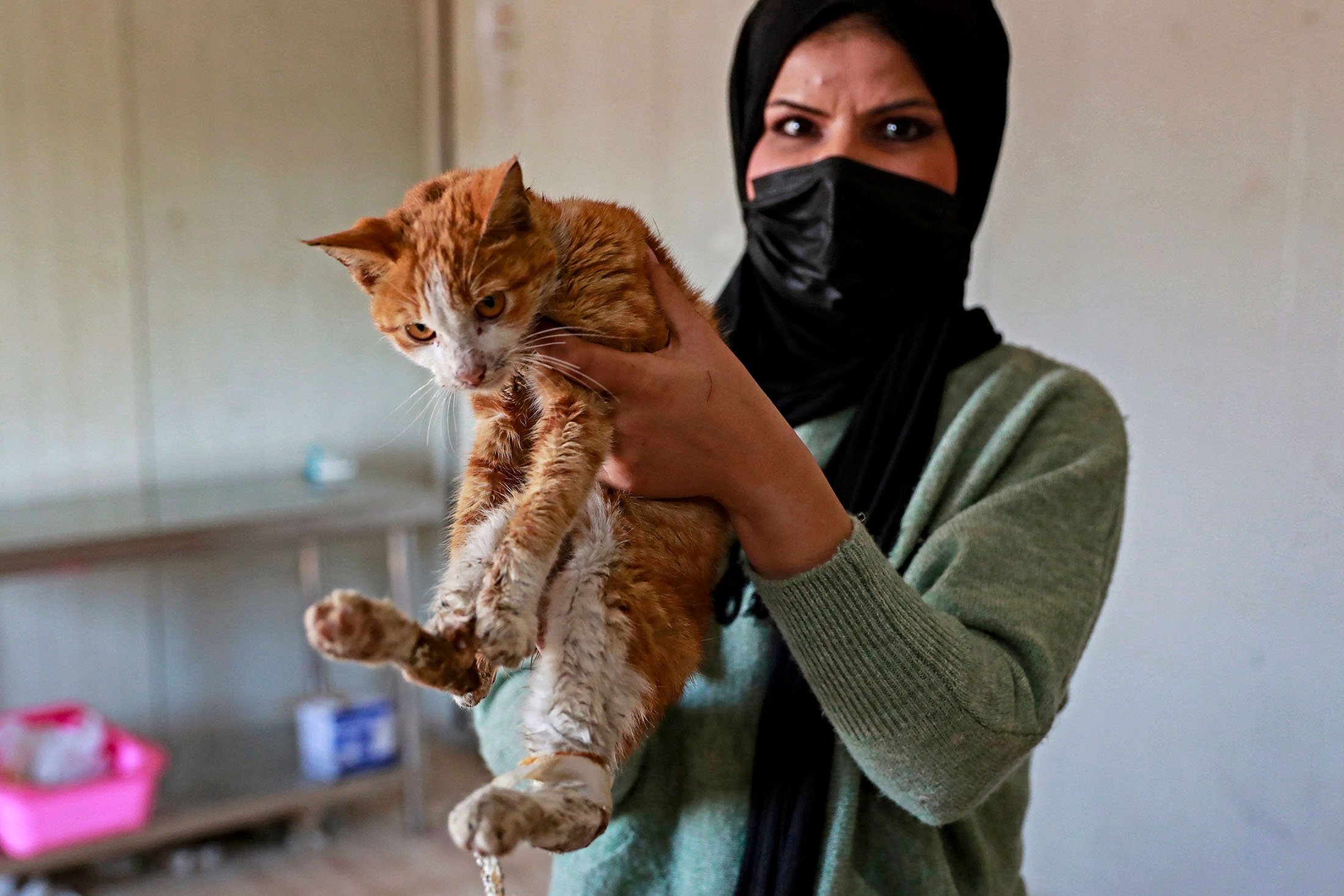 Seorang dokter hewan yang menjadi sukarelawan di Baghdad Animal Rescue, memegang seekor kucing yang terluka di penampungan, di sebelah barat ibu kota Baghdad, Irak, 16 Januari 2022. (AFP Photo)