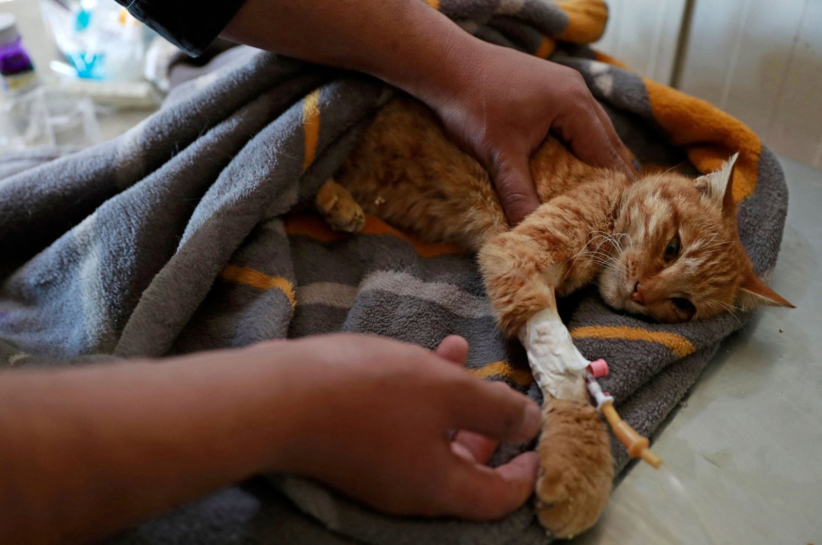 A veterinarian volunteering at the Baghdad Animal Rescue, examines an injured cat at the shelter, west of the capital Baghdad, Iraq, Jan. 16, 2022. (AFP Photo)