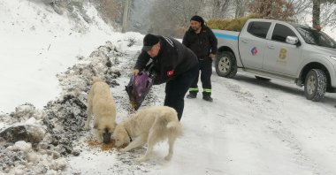 Municipality crews deliver food to dogs in the Sındırgı district in Balıkesir, western Turkey, Jan. 26, 2022. (İHA PHOTO)