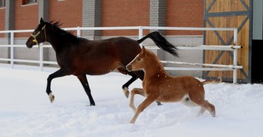 A foal gallops next to a full-grown horse at a stud farm in Eskişehir, central Turkey, Jan. 26, 2022. (AA Photo)