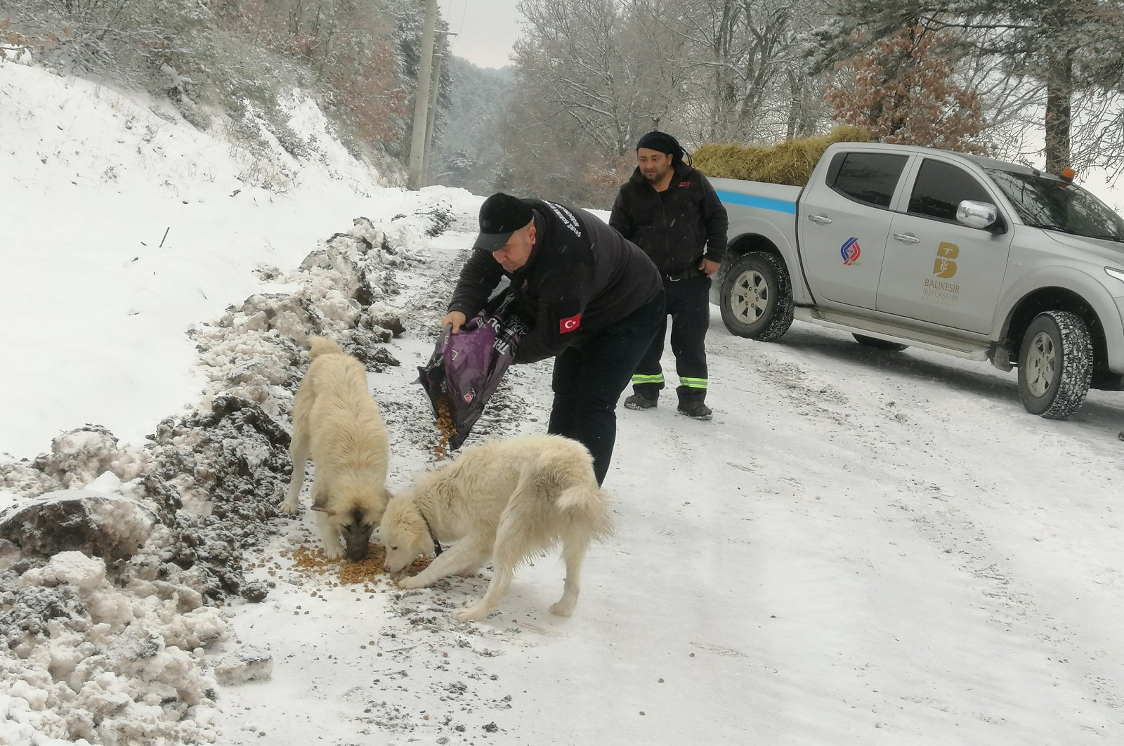 Municipality crews deliver food to dogs in the Sındırgı district in Balıkesir, western Turkey, Jan. 26, 2022. (İHA PHOTO)