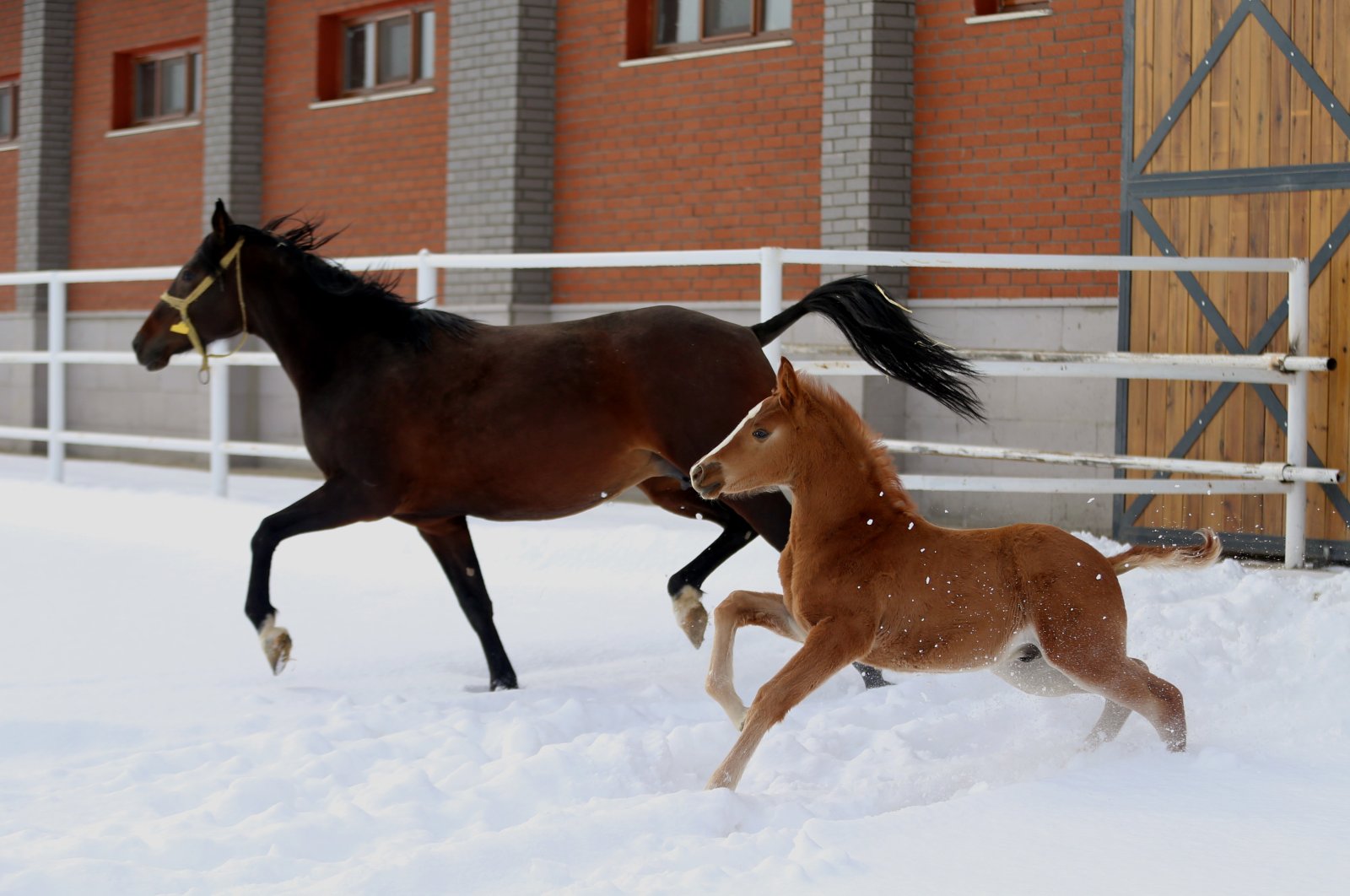 A foal gallops next to a full-grown horse at a stud farm in Eskişehir, central Turkey, Jan. 26, 2022. (AA Photo)
