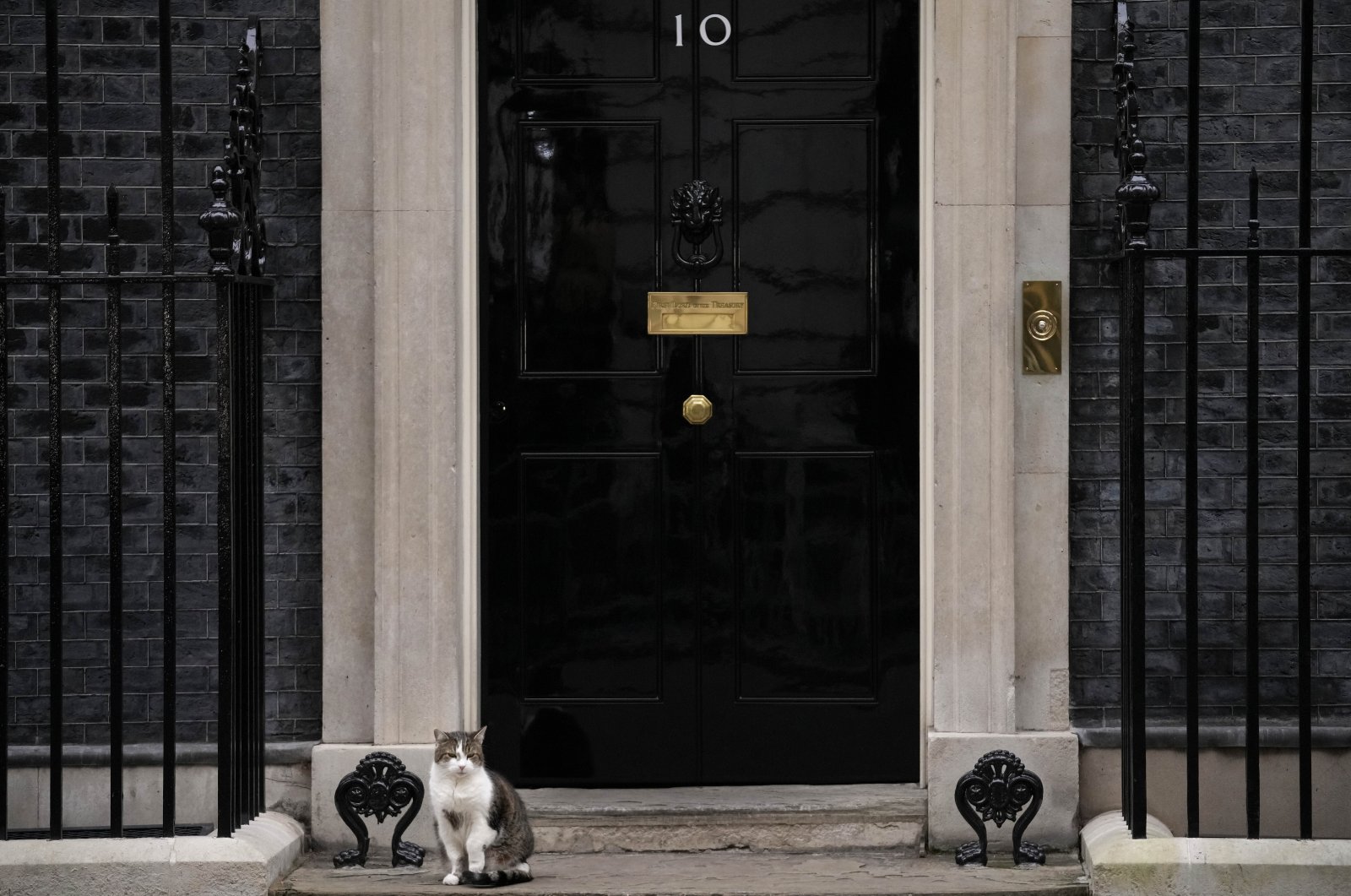 Larry the Cat, Britain&#039;s chief mouser, sits in front of 10 Downing Street in London, Britain, Jan. 26, 2022. (AP Photo)