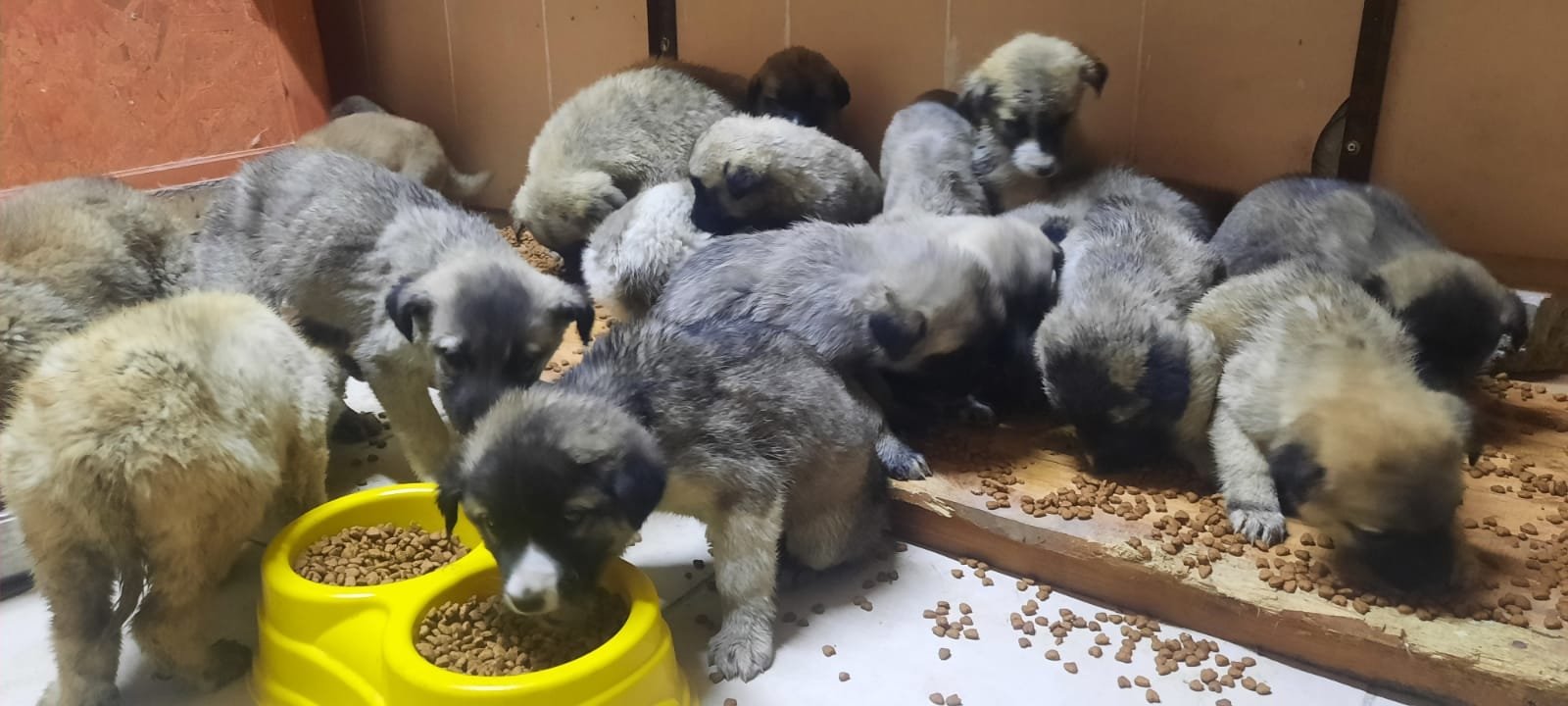 Puppies picked by municipality crews eat inside a shelter, in Erzurum, eastern Turkey, Jan. 27, 2022. (DHA Photo)