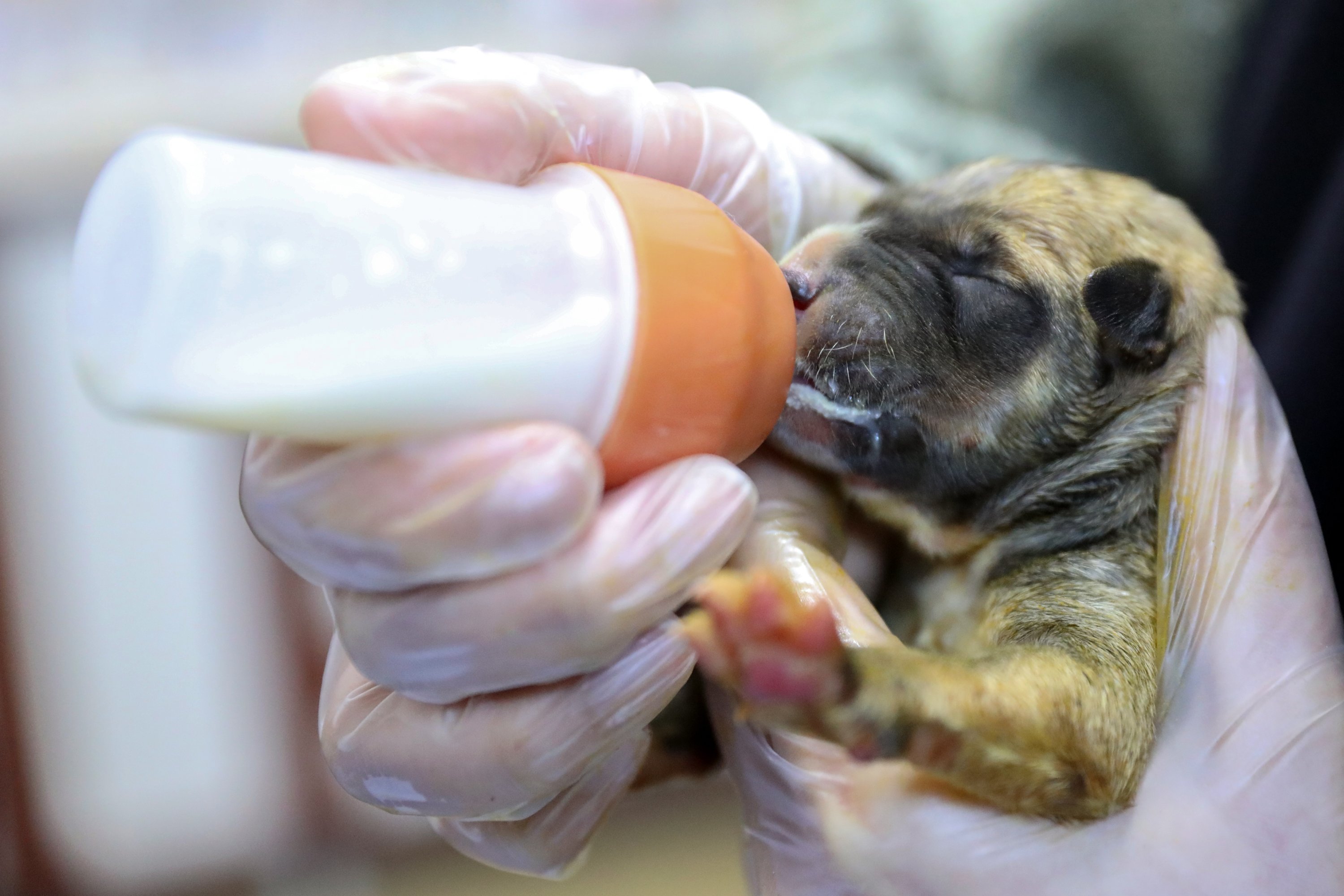 Seekor anak anjing yang baru lahir sedang diberi makan di tempat penampungan, di Iğdır, Turki timur, 27 Januari 2022. (AA PHOTO)