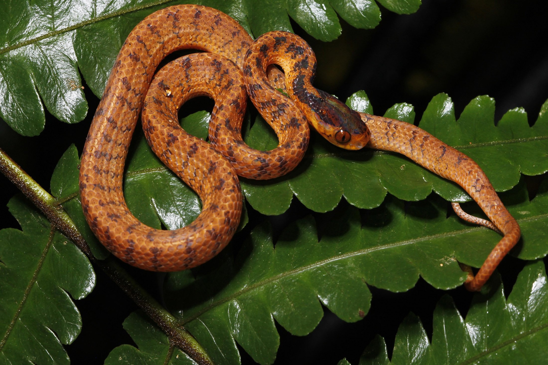 Seekor ular siput kembar bersandar pada daun.  (WWF melalui AP)
