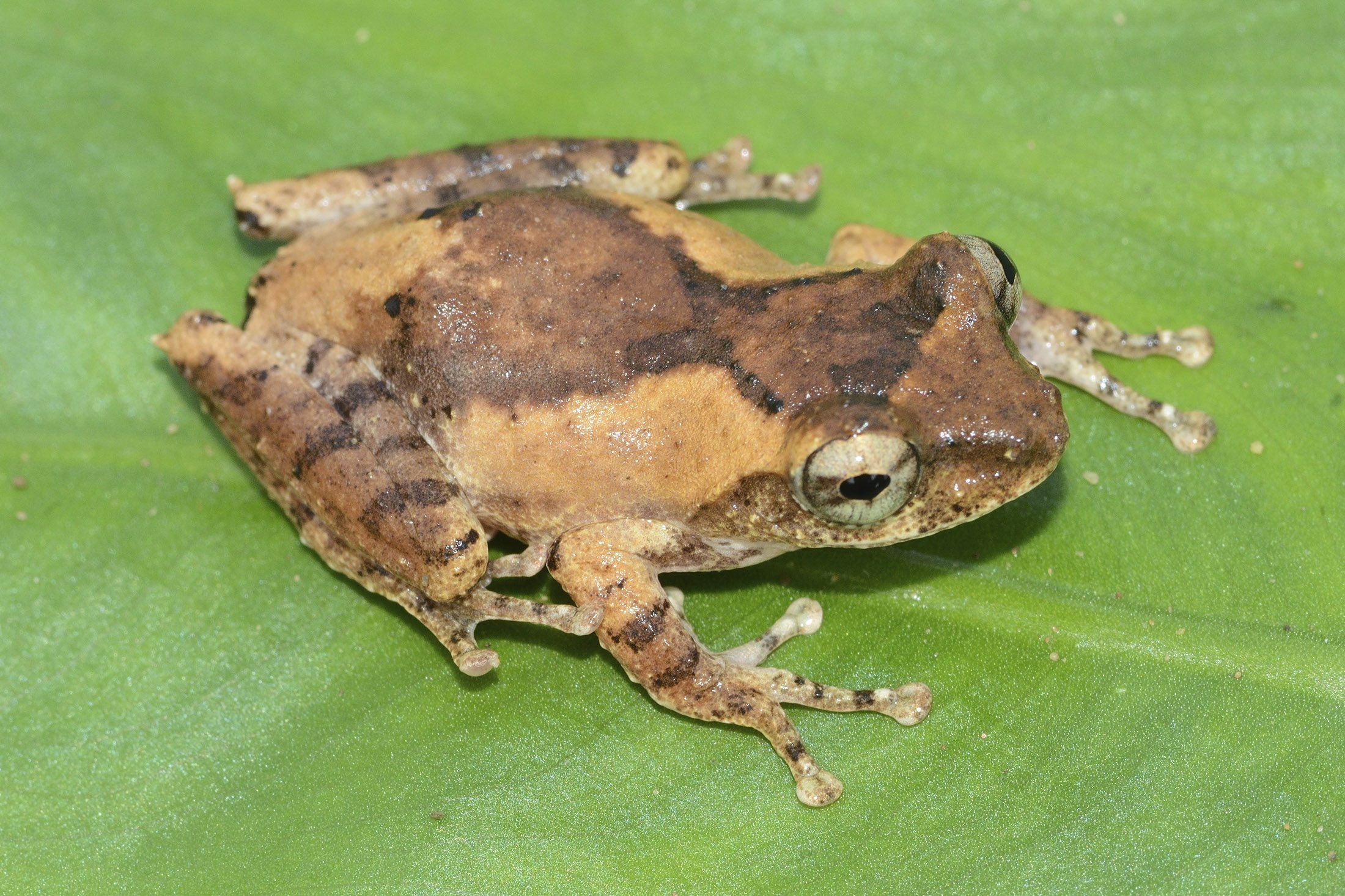 Seekor katak pohon berjumbai bersandar pada daun.  (WWF melalui AP)