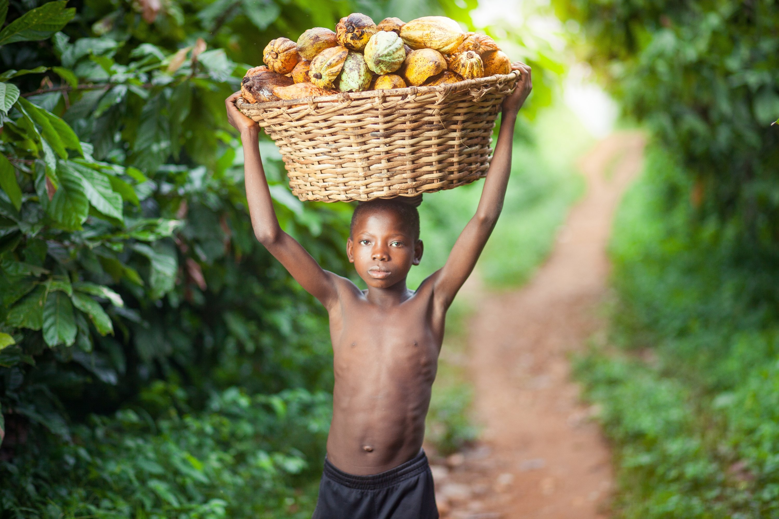 offers African cocoa farmers cash to tackle child labor | Daily Sabah