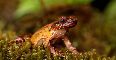 The Megophrys frigida or Mount Ky Quan San horned frog in the Bat Xat Nature Reserve on Mount Ky Quan San, Vietnam, Jan. 27, 2022. (WWF via AFP)