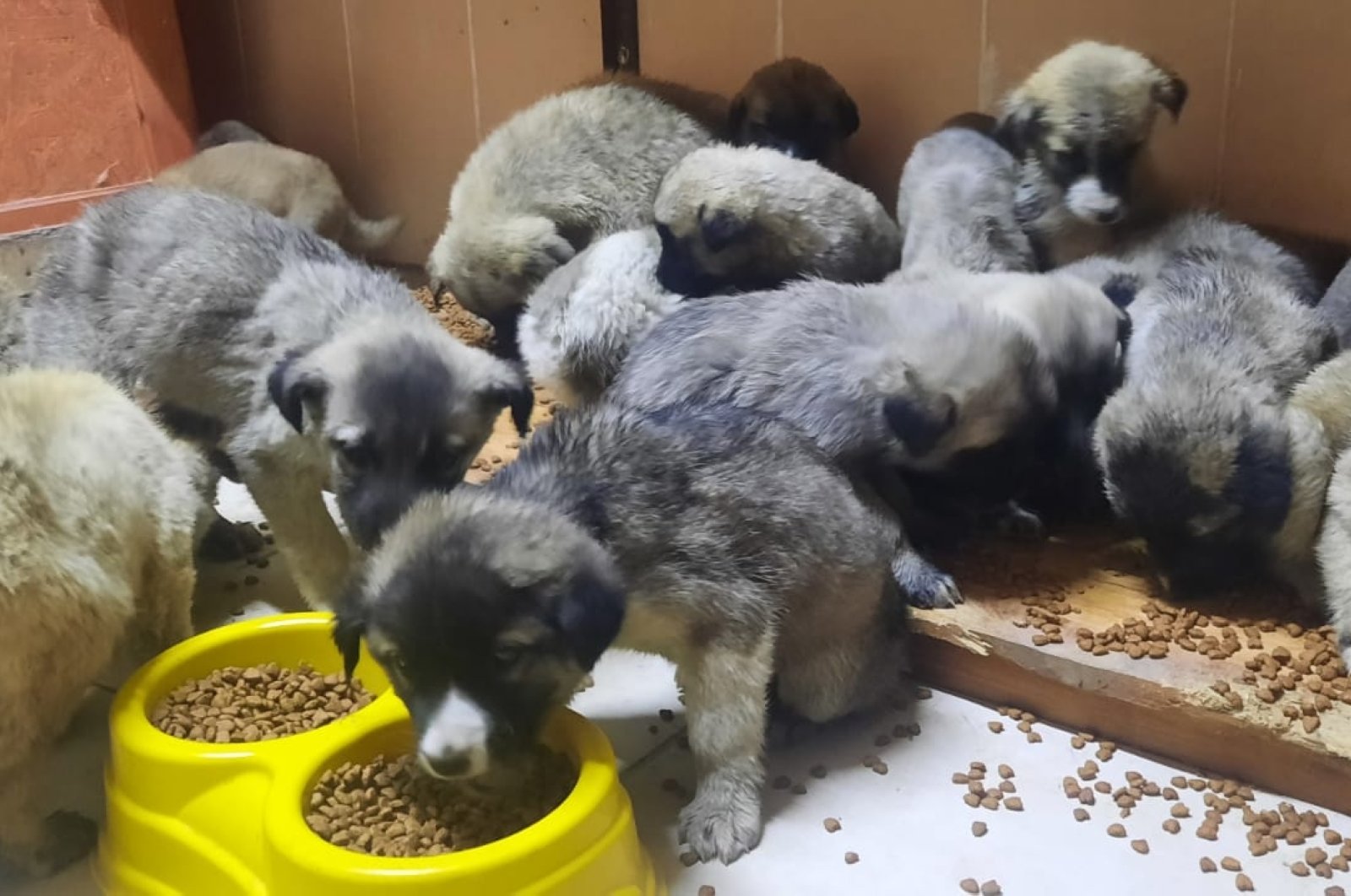 Anak-anak anjing yang diselamatkan dari kematian menemukan rumah baru di tengah cuaca dingin di Turki
