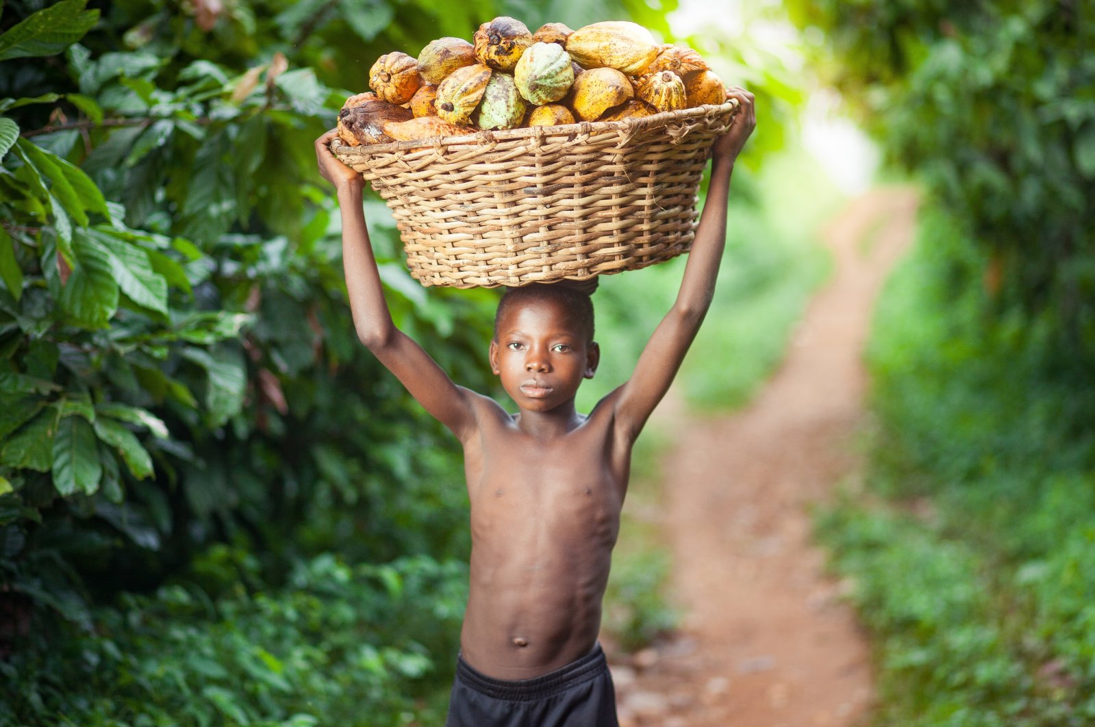 A little boy carrying a basket of harvested cocoa pods, Mankranso, Ghana, June 14, 2018. (Shutterstock Photo)