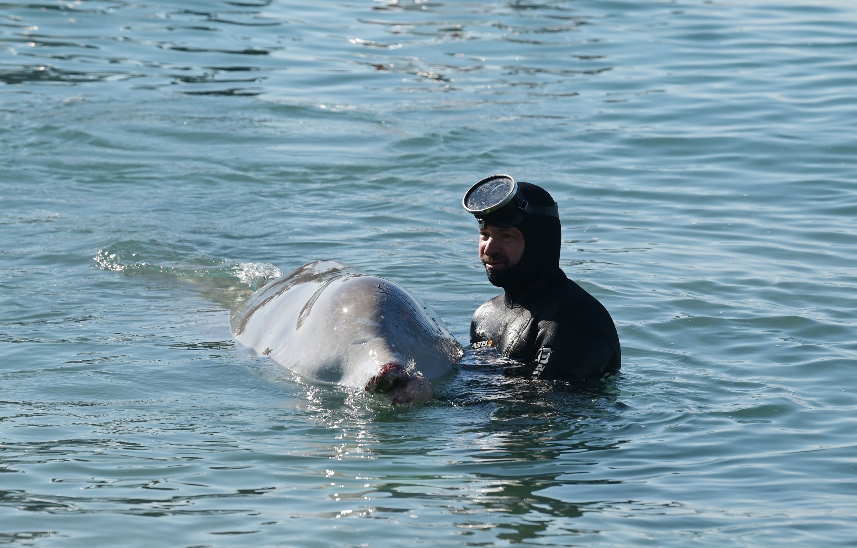 Seorang ahli dari ARION cetacean center menyelamatkan seekor paus kecil, yang tampaknya lemah dan terluka, yang terdampar di pantai di pinggiran ibu kota Yunani, Athena.  (Foto AFP)