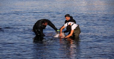 Veterinarian Nikitas Vogiatzis, helped by divers, examines a trapped beaked whale off the shore of the suburb of Alimos, Athens, Greece, Jan. 28, 2022. (Reuters Photo)
