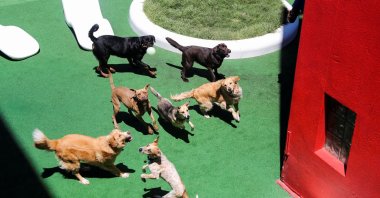 Dogs jump to catch a ball thrown by a dog handler at the Superwoof Dog Hotel in Cape Town, South Africa, Jan. 26, 2022. (Reuters Photo)