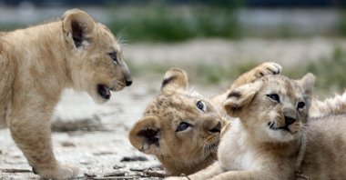 Three lion cubs are seen making their first public appearance in their enclosure at Paris Zoological Park in the Bois de Vincennes in the east of Paris, France, June 26, 2015. (Reuters Photo)