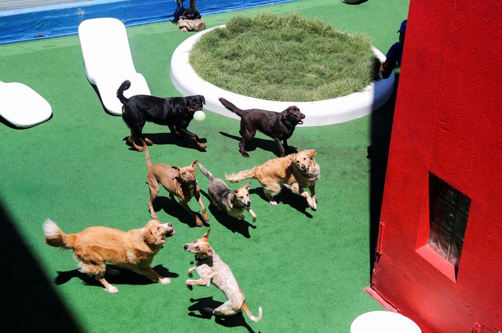 Dogs jump to catch a ball thrown by a dog handler at the Superwoof Dog Hotel in Cape Town, South Africa, Jan. 26, 2022. (Reuters Photo)