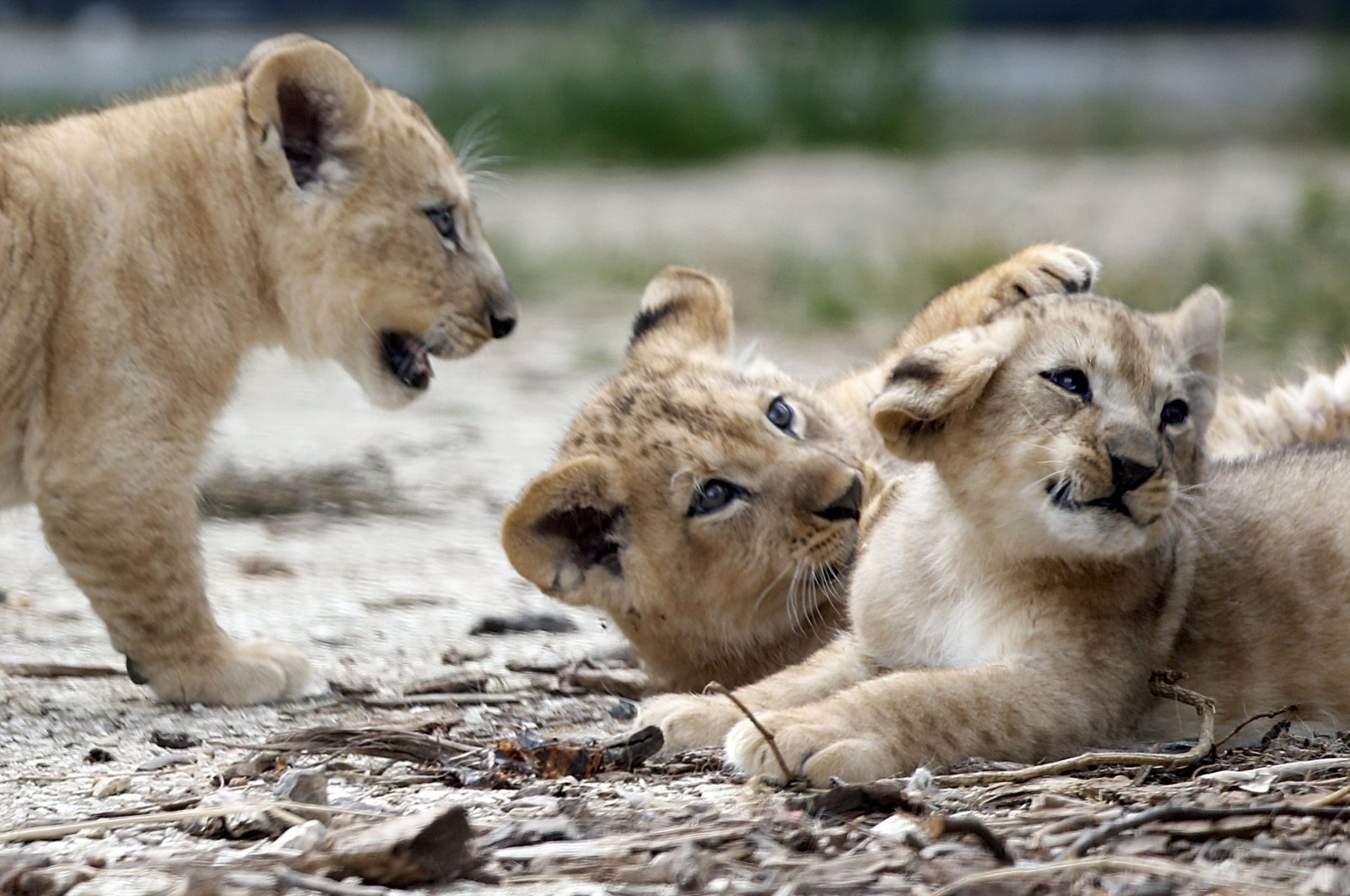 Singa betina yang melarikan diri membunuh penjaganya di Iran, berkeliaran di kebun binatang selama berjam-jam