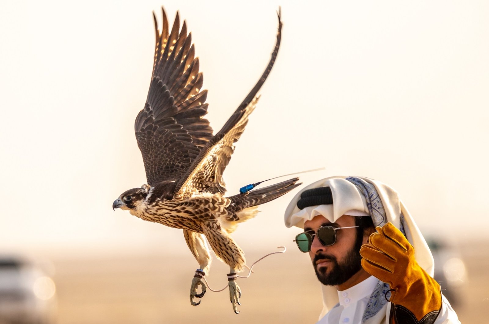 Festival elang tradisional di Doha 2022