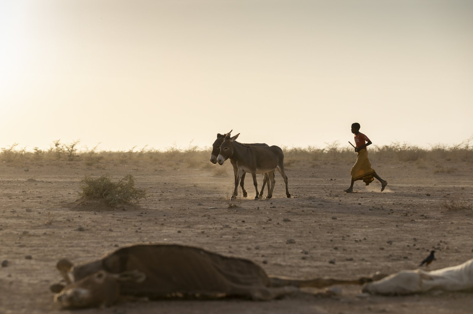 Abdurazak Mohammed, who wants to be a teacher, takes his donkeys back home at Gabi&#039;as village, where the school has been closed due to the drought and the children now care for the animals, northeast of the town of Gode, in the Shabelle zone of the Somali region of Ethiopia Friday, Jan. 21, 2022. (AP Photo)