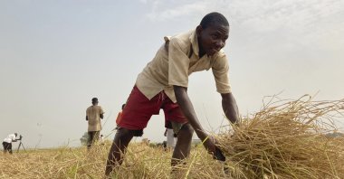 Mohammed Abdul, a farmer who said he &quot;had to start from the beginning&quot; after losing all his farm&#039;s production potential in violent attacks in Nigeria&#039;s north, works on a rice farm in Agatu village on the outskirts of Benue State in northcentral Nigeria, Jan. 5, 2022. (AP Photo)