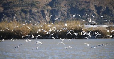 Birds fly above Mileyha wetland, in Hatay, southern Turkey, Feb. 1, 2022. (AA Photo)