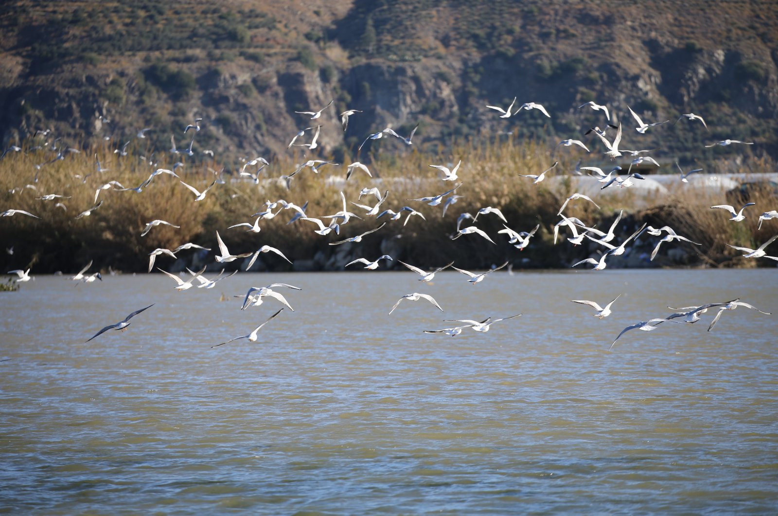 Birds fly above Mileyha wetland, in Hatay, southern Turkey, Feb. 1, 2022. (AA Photo)