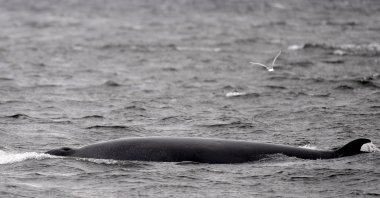 A Minke whale swims near a whale-watching boat off Reykjavik, Iceland, April 23, 2009. (AFP Photo)