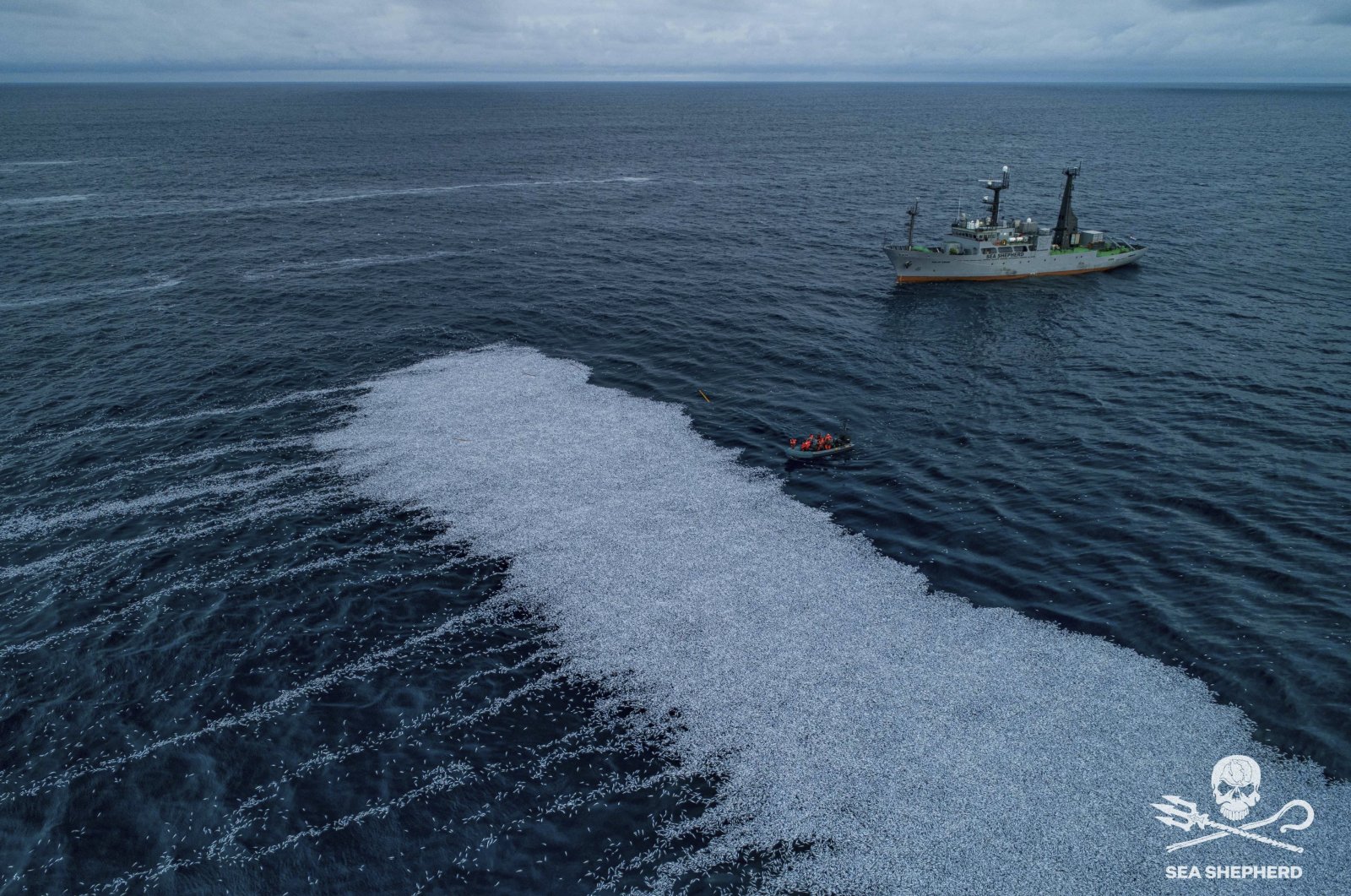 Images distributed by the environmental group Sea Shepherd show the carpet of dead fish lying on the Atlantic Ocean off the coast of France, Feb. 3, 2022. (DHA Photo)