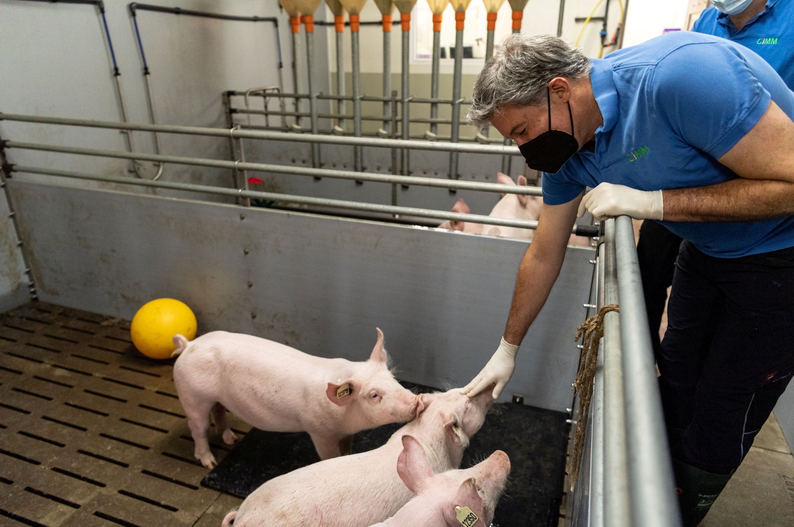 Eckhard Wolf from the Chair of Molecular Animal Breeding and Biotechnology of the Ludwig-Maximilians-University of Munich plays with a pig in the university&#039;s barn at the Badersfeld bog test farm in Oberschleissheim, Germany, Jan. 24, 2022. (Reuters Photo)
