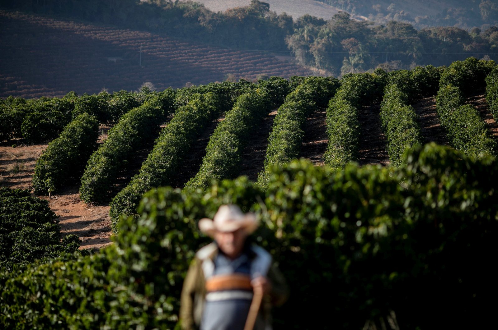A man walks through a field of coffee crops that were affected by frosts in 2021 as a strong cold snap hit the south of the top Brazilian producer state Minas Gerais, in Varginha, Brazil, July 30, 2021. (REUTERS)
