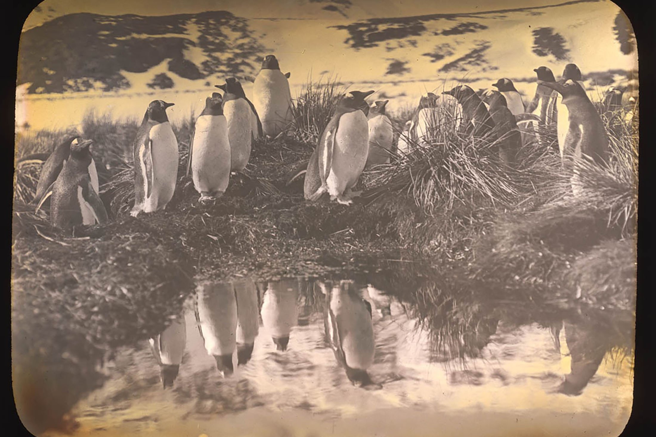 Penguins can be seen in South Georgia. (Photo courtesy of New South Wales State Library)