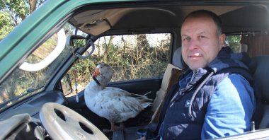 Cango sits next to his human friend Yılmaz Evcenler, in his car, in Kocaeli, northwestern Turkey, Feb. 7, 2022. (IHA PHOTO)