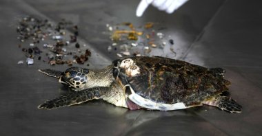 The remains of a Hawksbill sea turtle found on a nearby beach are displayed after an autopsy found trash, mostly plastic materials (seen on the right) and food items in the turtle&#039;s stomach, at the Al Hefaiyah Conservation Center lab, in the city of Kalba, on the east coast of the United Arab Emirates, Feb. 1, 2022. (AP Photo)