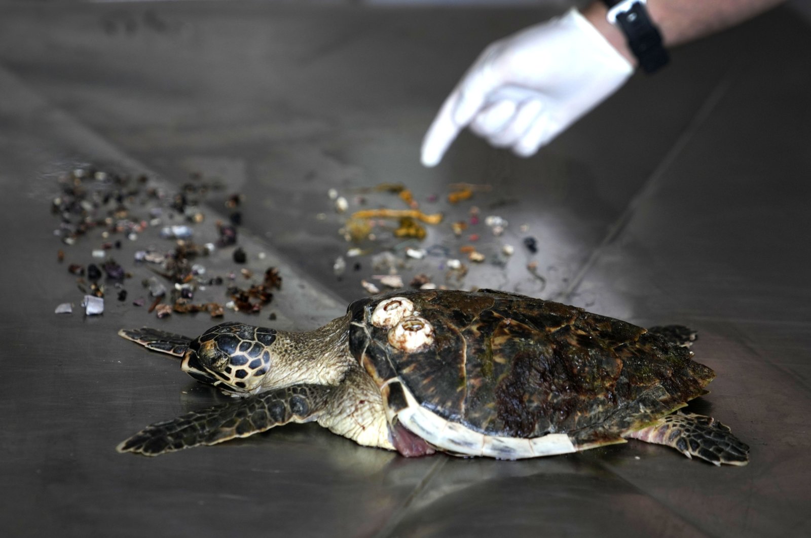 The remains of a Hawksbill sea turtle found on a nearby beach are displayed after an autopsy found trash, mostly plastic materials (seen on the right) and food items in the turtle&#039;s stomach, at the Al Hefaiyah Conservation Center lab, in the city of Kalba, on the east coast of the United Arab Emirates, Feb. 1, 2022. (AP Photo)