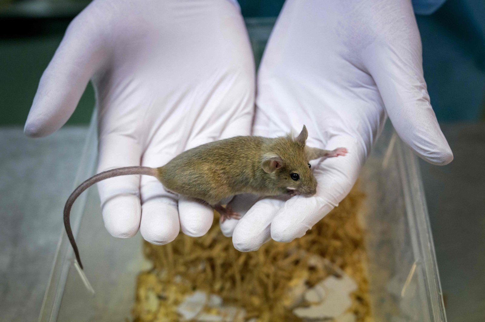 A technician holds a laboratory rat at the University of Geneva, Switzerland, Jan. 18, 2022. (AFP Photo)