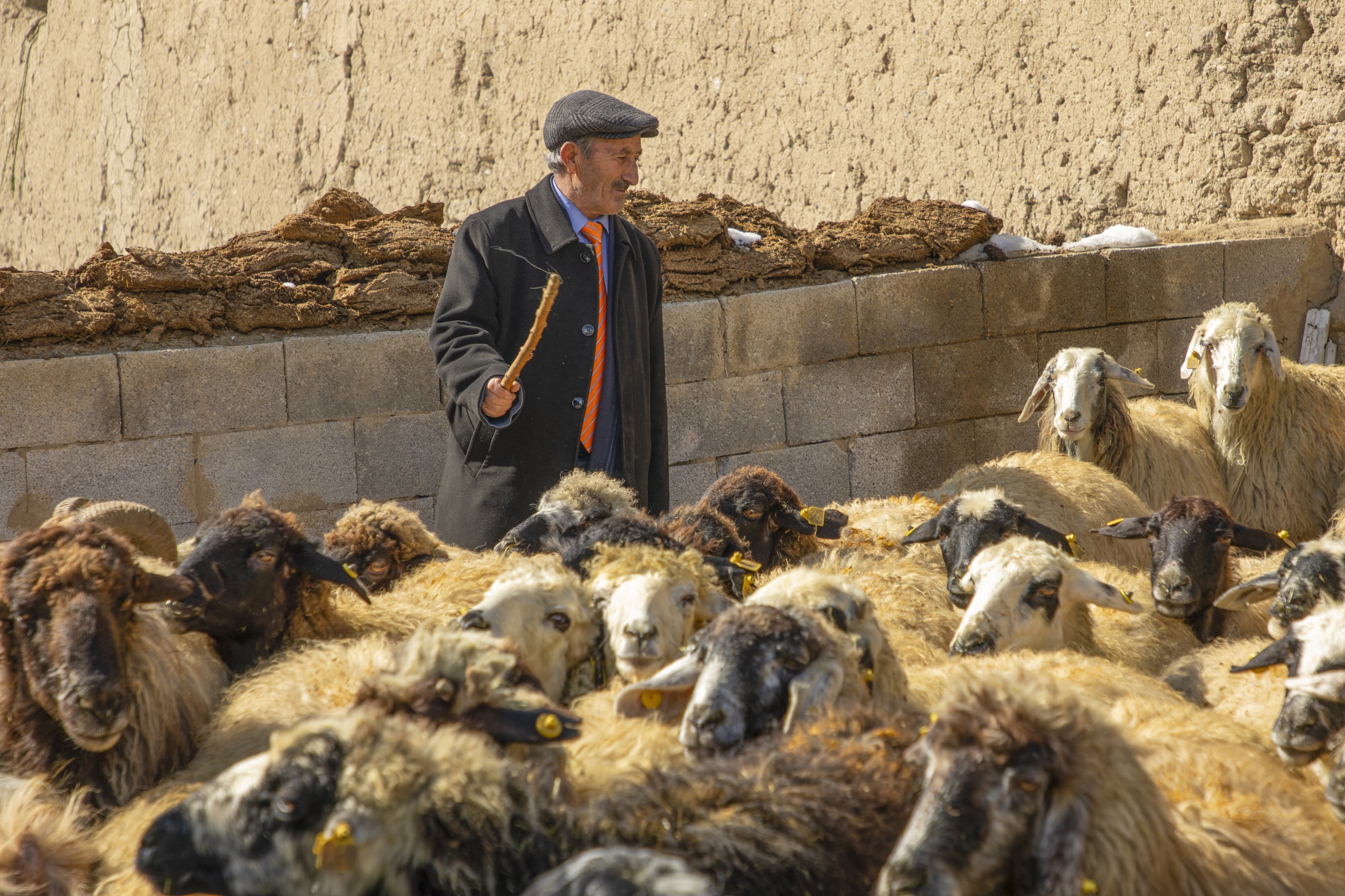 Bedir Akbulut tends his sheep, in Van, eastern Turkey, Feb. 11, 2022. (AA PHOTO) 