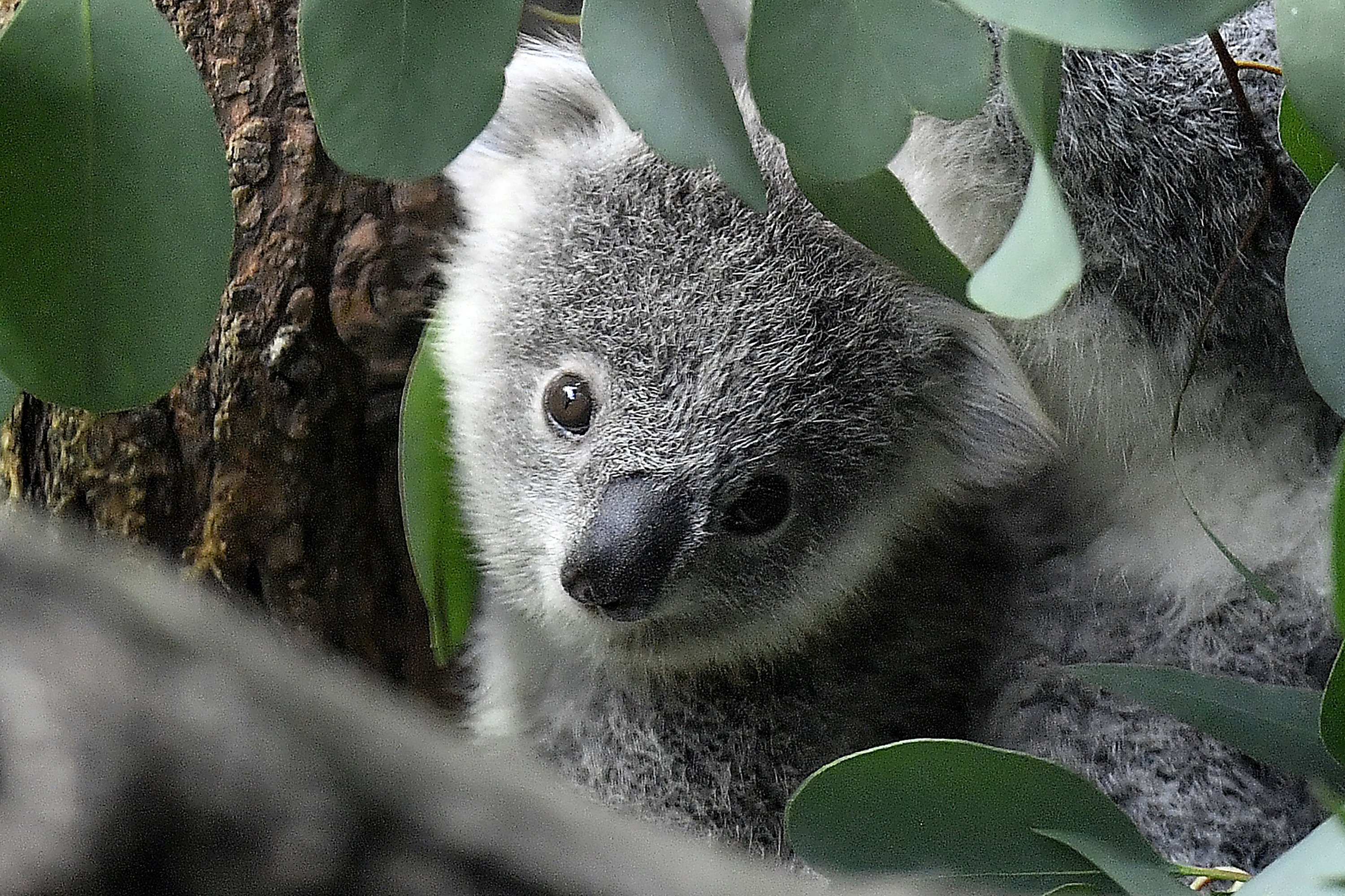 Australia lists koalas as endangered species | Daily Sabah