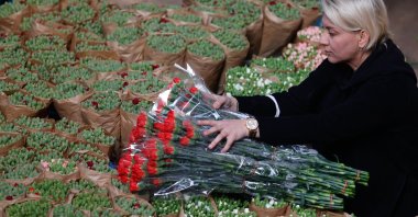 An employee arranges cut flowers in a greenhouse in Antalya, southern Turkey, Feb. 11, 2022. (AA Photo)