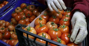 Tomatoes produced in Turkey, Jan. 20, 2022. (AA Photo)