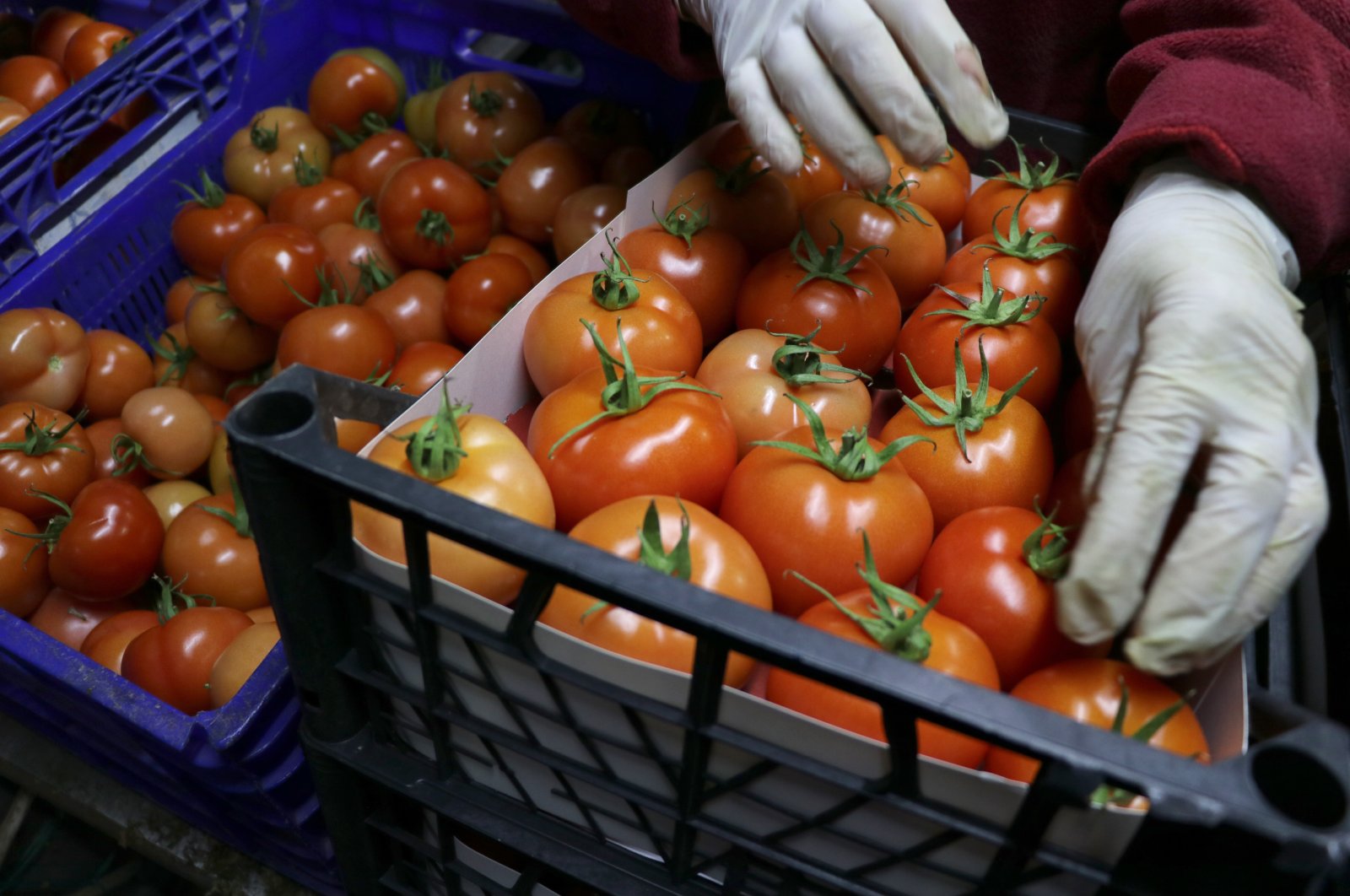 Tomatoes produced in Turkey, Jan. 20, 2022. (AA Photo)