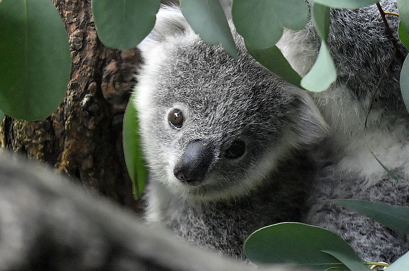 A young koala looks through eucalyptus leaves in a zoo in Duisburg, Germany, Sept. 28, 2018. (AP Photo)