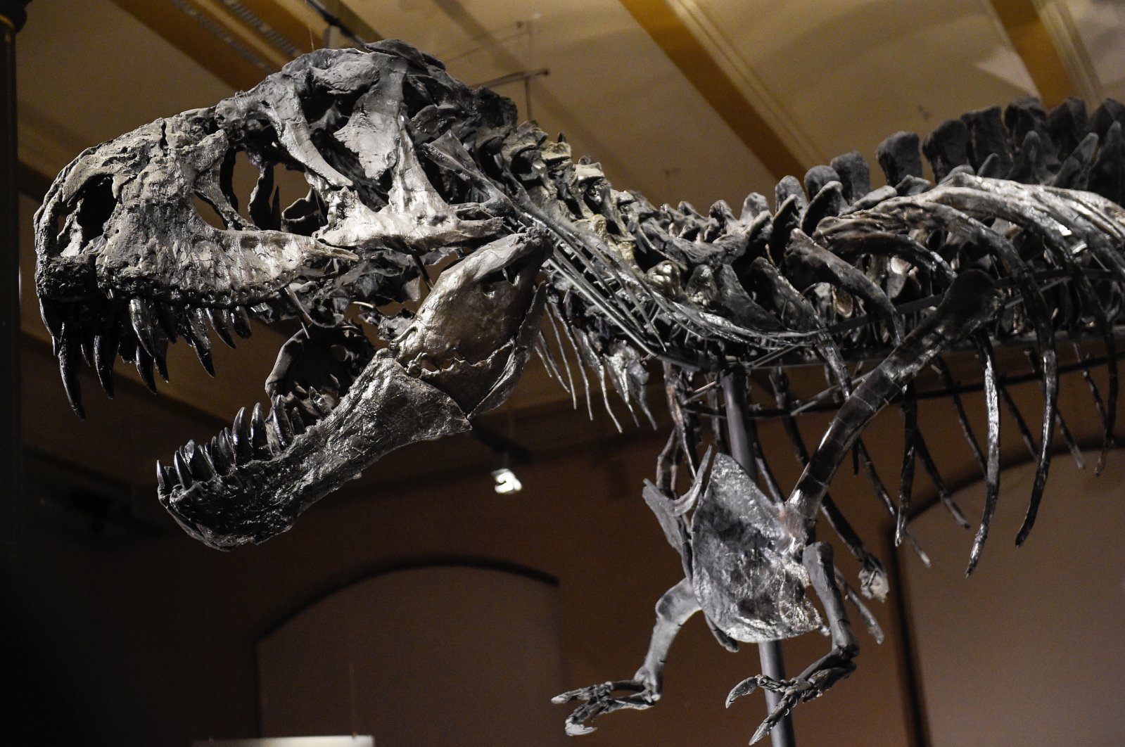 At 4 meters tall and 12 meters long, the T. rex skeleton Tristan Otto is one of the world&#039;s biggest and is set to return to Berlin. (dpa Photo)