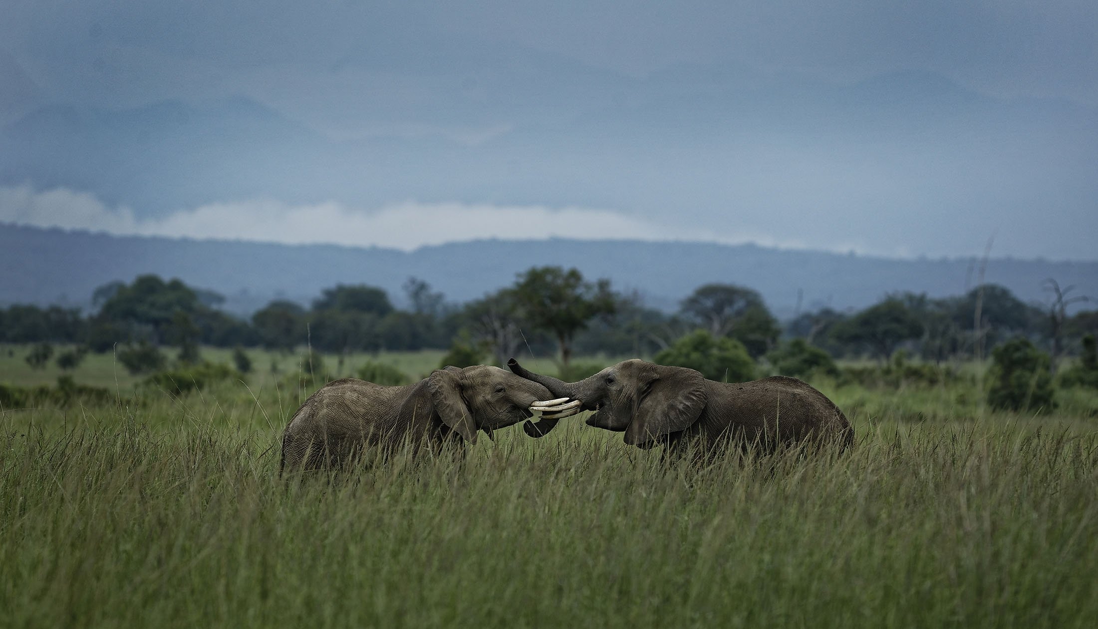 Два молодых слона играют в Национальном парке Микуми, Танзания, 20 марта 2018 года. (AP Photo)