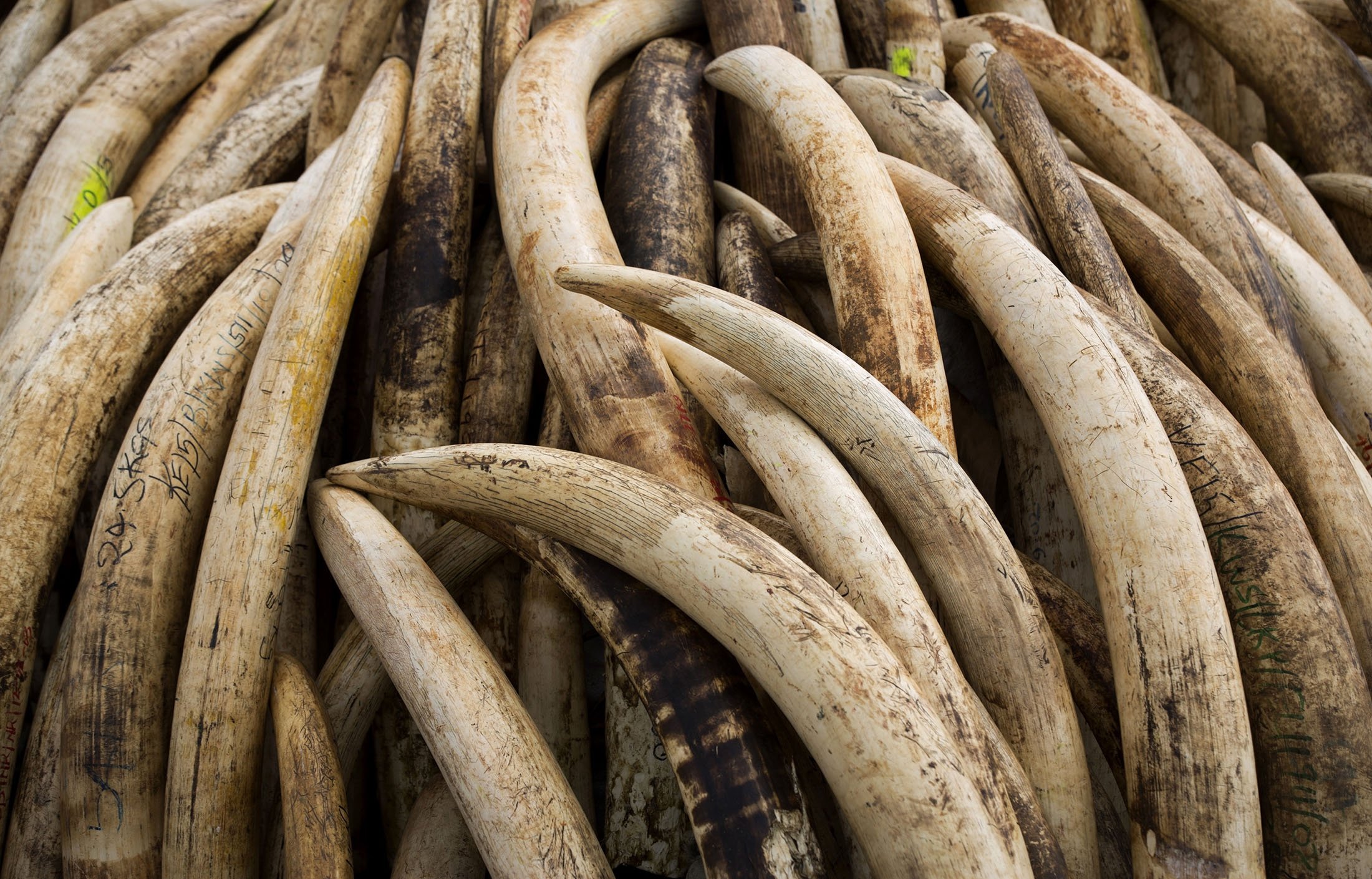 Elephant tusks are stacked in one of around a dozen pyres of ivory, in Nairobi National Park, Kenya, April 28, 2016. (AP Photo)