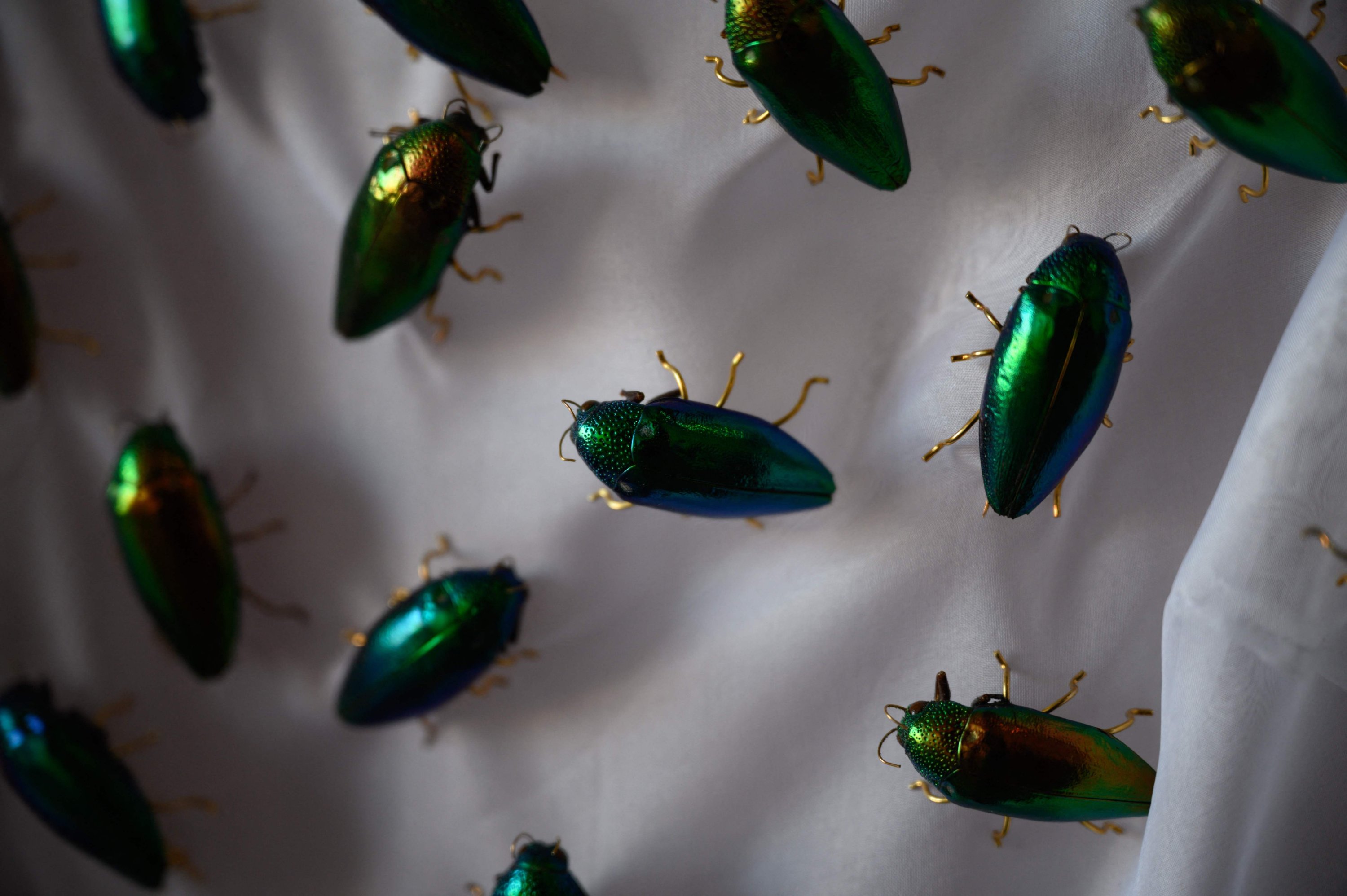 A Dauphinette garment featuring beetles is displayed at their studio in New York, U.S., Feb. 9, 2022. (AFP Photo)