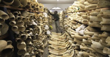 A Zimbabwe National Parks official looks over the country&#039;s ivory stockpile at the Zimbabwe National Parks Headquarters in Harare, Zimbabwe, June 2, 2016. (AP Photo)