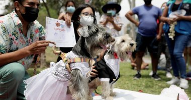 Dogs take part in a symbolic wedding as part of the MatriCan – a play on the Spanish words for &quot;wedding&quot; and &quot;dog&quot; – local competition on Valentine&#039;s Day, in Lima, Peru, Feb. 14, 2022. (Reuters Photo)