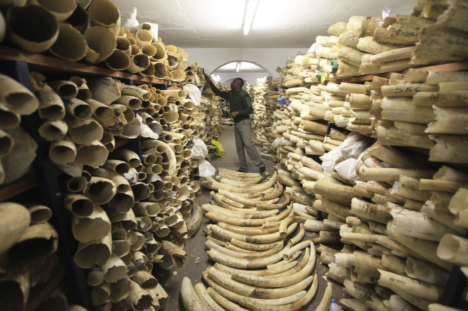 A Zimbabwe National Parks official looks over the country&#039;s ivory stockpile at the Zimbabwe National Parks Headquarters in Harare, Zimbabwe, June 2, 2016. (AP Photo)